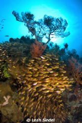 Schooling fish, and glassfish on a coral bommie in partic... by Leah Sindel 